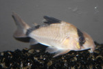 Corydoras Metae